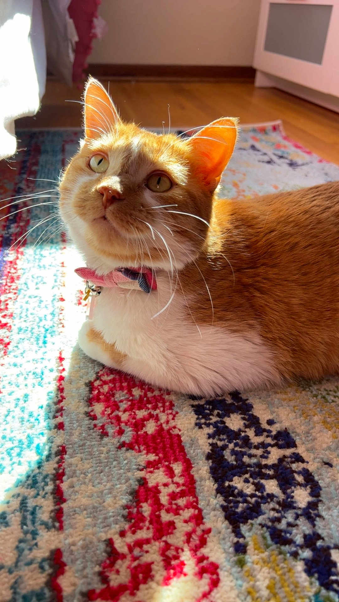 Rosey is registered to the contest to win money with this photo: animal, bow_tie, cat, close_up, collar, curious, cute, domestic_cat, feline, floor, home_interior, indoor, orange_cat, patterned_rug, pet, relaxed, rug, sunlight, whiskers, white_fur