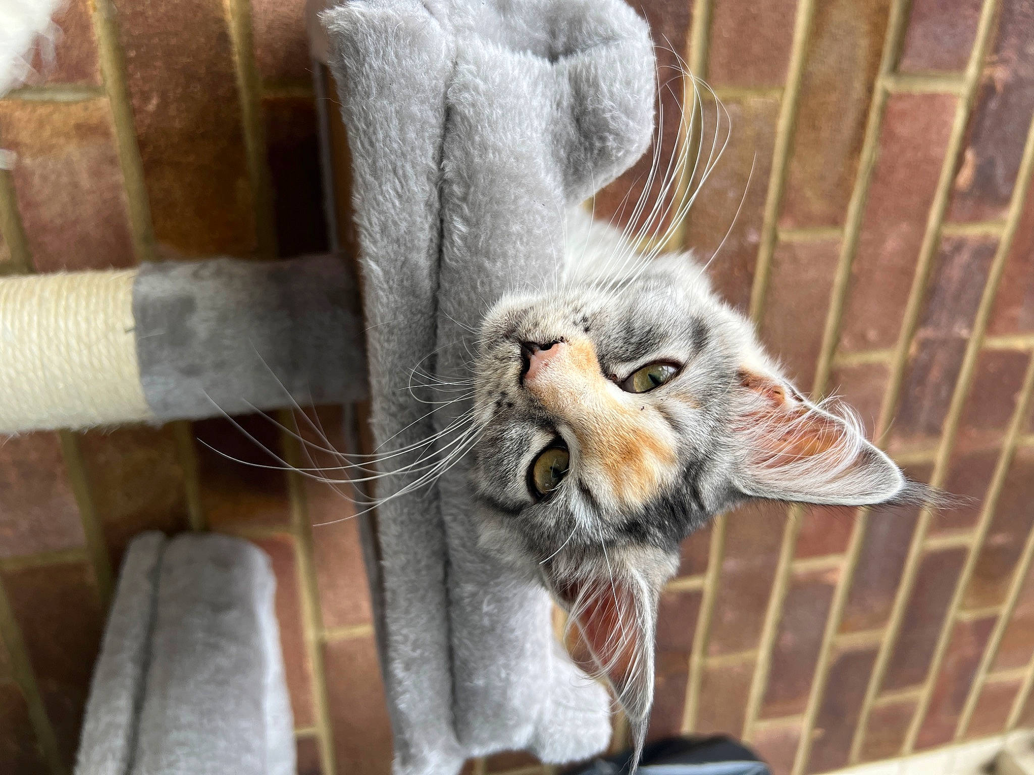 Nova joined the competition — help win amazing prizes! animal_shelter, cage, carnivore, cat, claw, domestic_short_haired_cat, door, felidae, fur, metal, paw, pet_supply, small_to_medium_sized_cats, snout, tail, terrestrial_animal, whiskers, window, wood