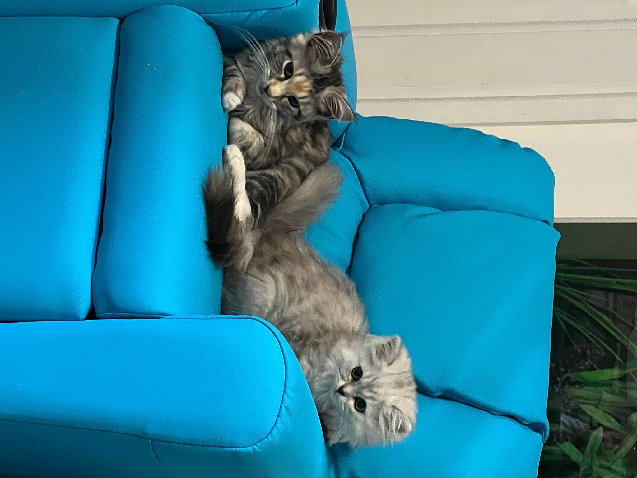 Boo is registered to the contest to win money with this photo: aqua, armrest, azure, blue, carnivore, cat, cat_supply, comfort, companion_dog, couch, electric_blue, felidae, fur, furniture, living_room, room, small_to_medium_sized_cats, studio_couch, textile, whiskers
