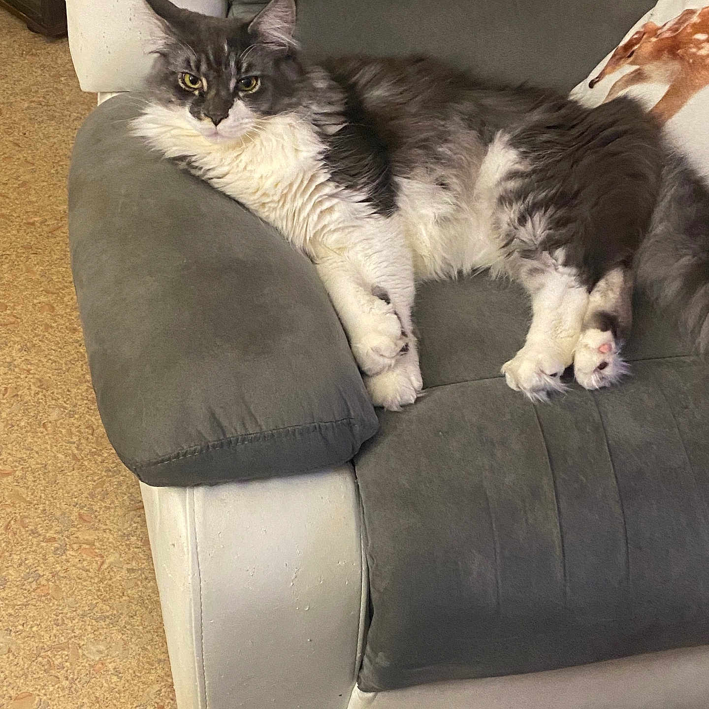 Tiamo a rejoint le concours — aidez-le/la à gagner de superbes lots ! animal, armchair, cat, chair, chaise, couch, furniture, pet