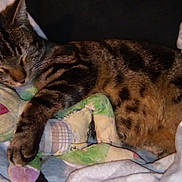 Tigroo a rejoint le concours — aidez-le/la à gagner de superbes lots ! bengal, california_spangled, carnivoran, cat, cat_like_mammal, claw, domestic_short_haired_cat, dragon_li, european_shorthair, fauna, fur, kitten, ocicat, pixie_bob, small_to_medium_sized_cats, sokoke, tabby_cat, toyger, whiskers