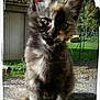 Diesel. a rejoint le concours — aidez-le/la à gagner de superbes lots ! cat, cat_like_mammal, fauna, kitten, maine_coon, photo_caption, small_to_medium_sized_cats, whiskers
