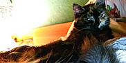 Diesel. a rejoint le concours — aidez-le/la à gagner de superbes lots ! carnivoran, cat, cat_like_mammal, fur, kitten, maine_coon, mammal, norwegian_forest_cat, small_to_medium_sized_cats, vertebrate, whiskers