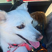 Cheyenne joined the competition — help win amazing prizes! dog, white_dog, close_up, car_interior, pink_collar, tongue_out, pet, animal, seat, window, red_vehicle, leash, happy, canine, fur, domestic_animal, daylight, transportation, travel, vehicle