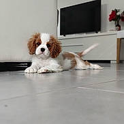 Twist participe au concours pour gagner de l'argent avec cette photo : animal, brown_and_white, cavalier_king_charles_spaniel, chair, cute, dog, floor, floppy_ears, flowers, furniture, indoor, living_room, pet, puppy, resting, television, tile_floor, vase, white_wall, young_dog