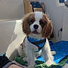 Twist a rejoint le concours — aidez-le/la à gagner de superbes lots ! animal, blue_harness, boat_cabin, cavalier_king_charles_spaniel, companion, cute, daylight, dog, fur, human_leg, indoor, leisure, pet, puppy, relaxation, sitting, sunlight, towels, white_wall, window