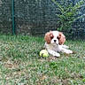 Twist participe au concours pour gagner de l'argent avec cette photo : adorable, animal, canine, cute, dog, fence, fluffy, garden, grass, greenery, nature, outdoor, pet, playful, puppy, resting, small_dog, summer, tennis_ball, young_dog