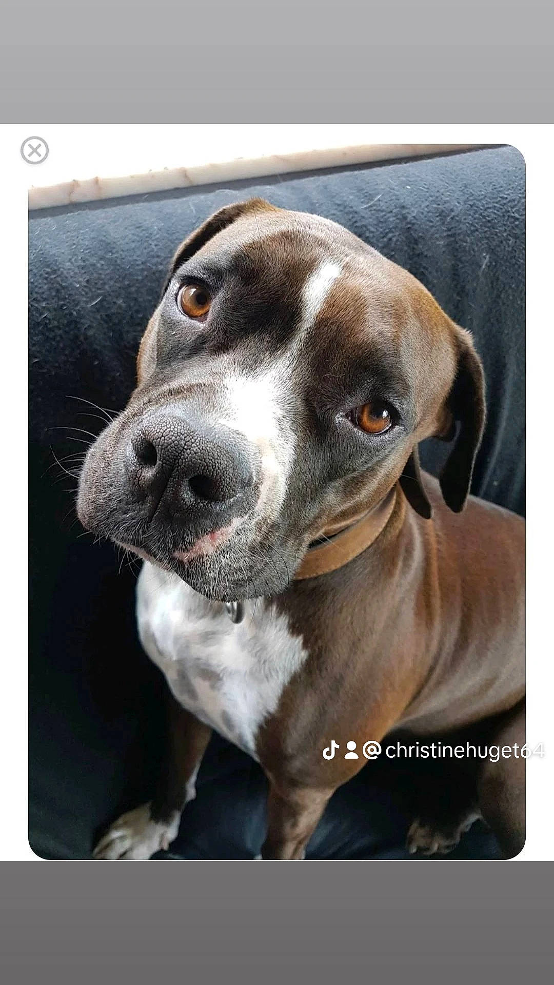 Nala a rejoint le concours — aidez-le/la à gagner de superbes lots ! beauty, carnivore, circle, collar, companion_dog, dog, dog_breed, dog_collar, eye, fur, liver, metal, rectangle, sporting_group, square, whiskers, working_animal