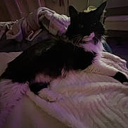 Birdee is registered to the contest to win money with this photo: cat, feline, black_and_white, lying_down, blanket, cozy, indoor, fur, whiskers, pet, relaxed, shadow, dim_lighting, purple_tint, soft_texture, animal, cute, resting, home, comfort
