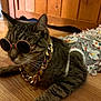 cat, tabby, sunglasses, gold_chain, dress, polka_dots, floor, wooden_floor, pet, indoor, accessory, animal, fashion, cute, relaxed, laying_down, whiskers, ears, feline, costume