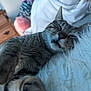 cat, tabby_cat, sleeping, fluffy_pillow, indoor, cozy, pet, feline, closeup, resting, paw, whiskers, fur, wooden_dresser, blurred_background, cushion, napping, relaxed, domestic_animal, cute