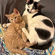 Sabrina joined the competition — help win amazing prizes! cat, kitten, black_and_white_cat, ginger_cat, pets, animal, feline, cute, snuggling, bed, blanket, patterned_blanket, pillow, indoor, resting, fur, playful, cozy, close_up, companions