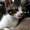 Loki is registered to the contest to win money with this photo: cat, kitten, tabby, white_fur, animal, pet, portrait, close_up, face, whiskers, ears, eyes, paws, fur, blanket, cozy, indoors, sitting, relaxed, photography