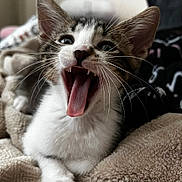 Loki is registered to the contest to win money with this photo: cat, kitten, tabby, white_fur, yawning, open_mouth, pink_tongue, whiskers, ears, eyes, face, portrait, close_up, indoors, bedroom, blanket, cozy, pet, animal, funny