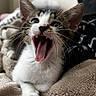 cat, kitten, tabby, white_fur, yawning, open_mouth, pink_tongue, whiskers, ears, eyes, face, portrait, close_up, indoors, bedroom, blanket, cozy, pet, animal, funny