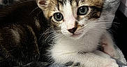 Loki is registered to the contest to win money with this photo: kitten, cat, tabby, white_fur, brown_fur, black_fur, blue_eyes, whiskers, ears, nose, paws, lying_down, relaxed, cute, portrait, close_up, blanket, plush_toy, indoors, pet