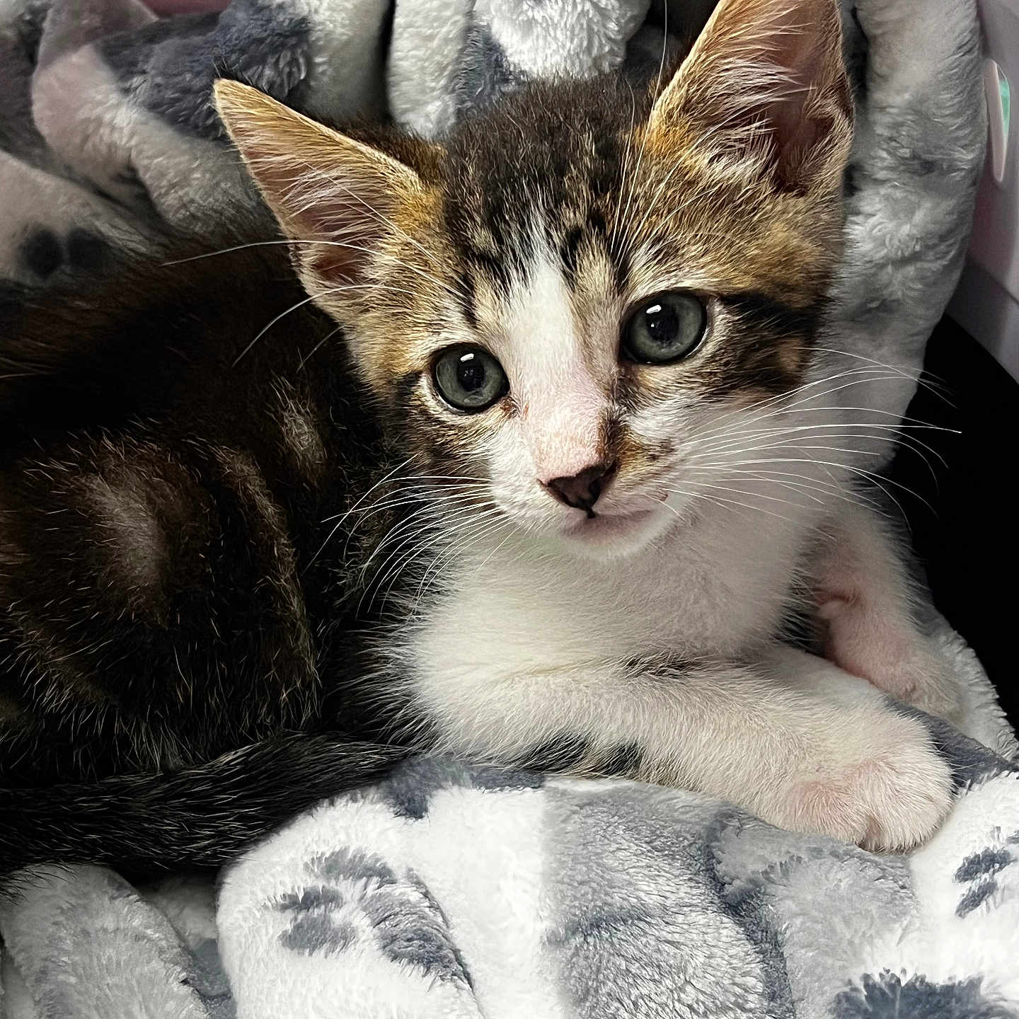 Loki