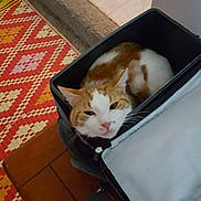 Skittle is registered to the contest to win money with this photo: carpeted_step, cat, container, cozy, feline, floor, home, indoor, looking, orange_and_white, patterned_rug, pet, relaxed, resting, rug, small_space, snug, step, tile_floor, wooden_surface