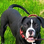 Trésor participe au concours pour gagner de l'argent avec cette photo : animal, black_dog, canine, collar, cute, daylight, dog, ears, grass, grass_field, muzzle, nature, outdoor, pet, playful, stick, tail, tongue, white_markings, young_dog