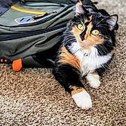 Sophia is registered to the contest to win money with this photo: alert, animal, backpack, black, calico, carpet, cat, collar, cute, feline, fur, green, indoor, orange, pet, resting, soft, texture, whiskers, white