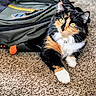 alert, animal, backpack, black, calico, carpet, cat, collar, cute, feline, fur, green, indoor, orange, pet, resting, soft, texture, whiskers, white