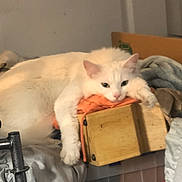 Bug is registered to the contest to win money with this photo: cat, white_cat, indoor, wooden_box, orange_cloth, relaxed, feline, paws, cluttered, household_items, furniture, resting, cozy, pet, animal, fur, laying, domestic, cute, sleepy