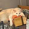 animal, cat, cluttered, cozy, cute, domestic, feline, fur, furniture, household_items, indoor, laying, orange_cloth, paws, pet, relaxed, resting, sleepy, white_cat, wooden_box