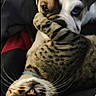 animal, blanket, canine, cat, closeup, companions, cozy, curious, cute, dog, eyes, feline, friendship, fur, indoor, pet, playful, resting, together, whiskers