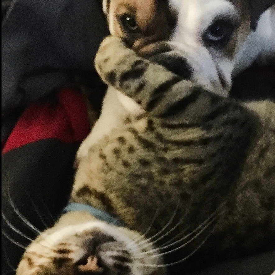 Maizy And Cheeto