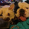 animal, bed, blanket, bulldog, closeup, companion, cozy, cute, dog, expression, face, friendship, fur, indoors, pet, relaxed, resting, snuggling, tongue_out, two_dogs
