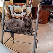 Minette participe au concours pour gagner de l'argent avec cette photo : adult, animal, cat, chair, computer, computerhardware, electronics, furniture, hardware, hardwood, laptop, male, man, monitor, pc, person, pet, plywood, screen, wood