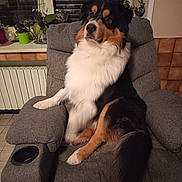 Achille a rejoint le concours — aidez-le/la à gagner de superbes lots ! dog, recliner, indoor, plant, flower, window, potted_plant, fur, black, white, brown, pet, canine, animal, cozy, seated, living_room, tile_floor, ornamental_plant, relaxation