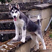 Lasko a rejoint le concours — aidez-le/la à gagner de superbes lots !