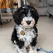 Woody is registered to the contest to win money with this photo: puppy, dog, indoor, floor, collar, tag, toy, curly_fur, black_and_white, brown_spots, pet, cute, sitting, floor_tile, living_room, furniture, clock, rope_toy, fur, young_dog