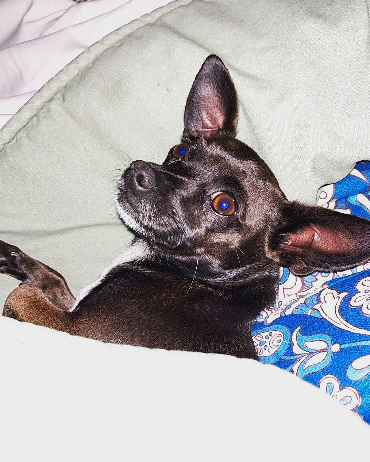 Moxie joined the competition — help win amazing prizes! canidae, carnivore, collar, comfort, companion_dog, dog, dog_breed, dog_collar, dog_supply, ear, electric_blue, fawn, felidae, fur, linens, paw, sporting_group, toy_dog, whiskers, working_animal