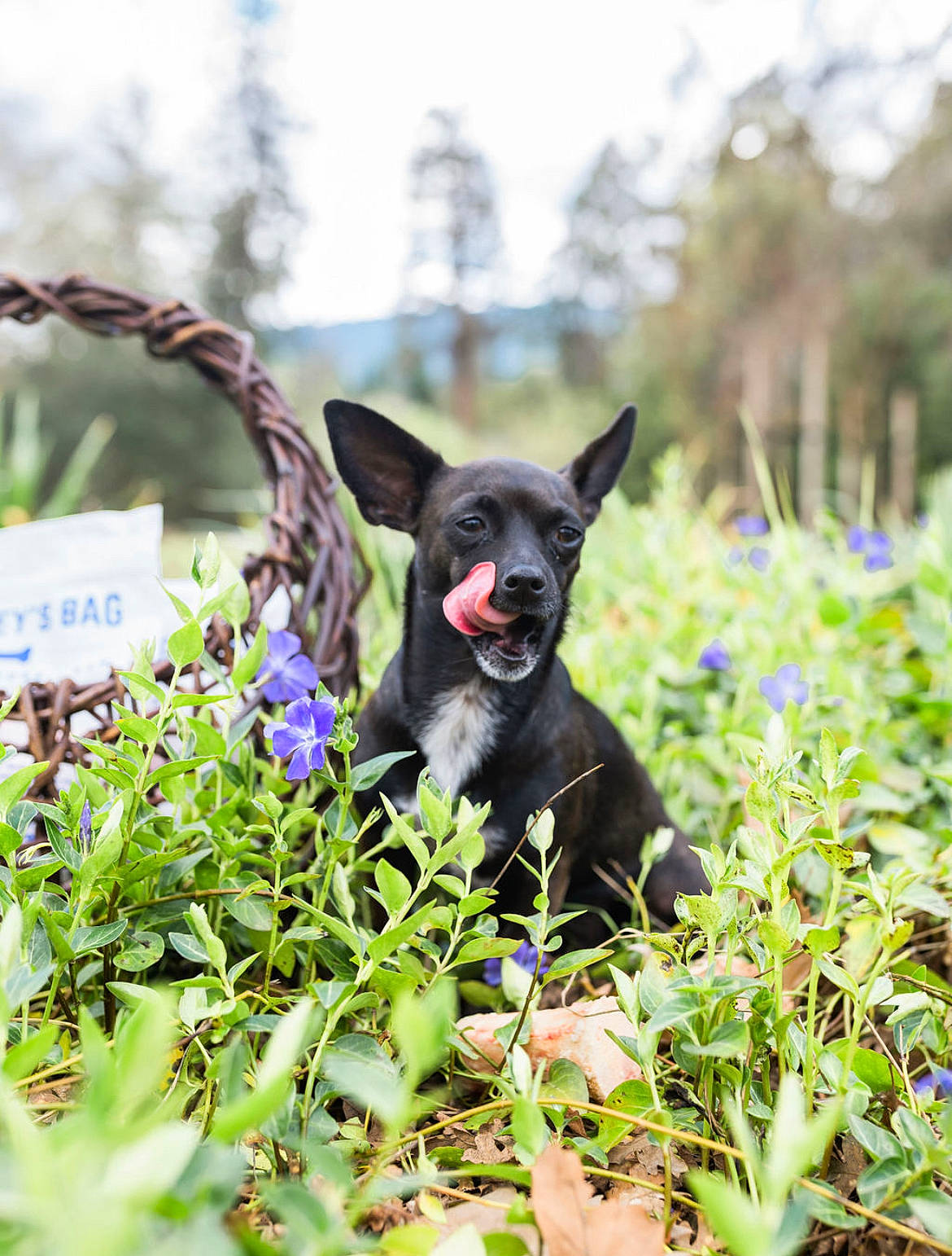 Moxie is registered to the contest to win money with this photo: canidae, carnivore, companion_dog, dog, dog_breed, fawn, flower, grass, grass_family, groundcover, mammal, natural_environment, petal, plant, snout, sporting_group, toy_dog, vertebrate, whiskers, working_animal