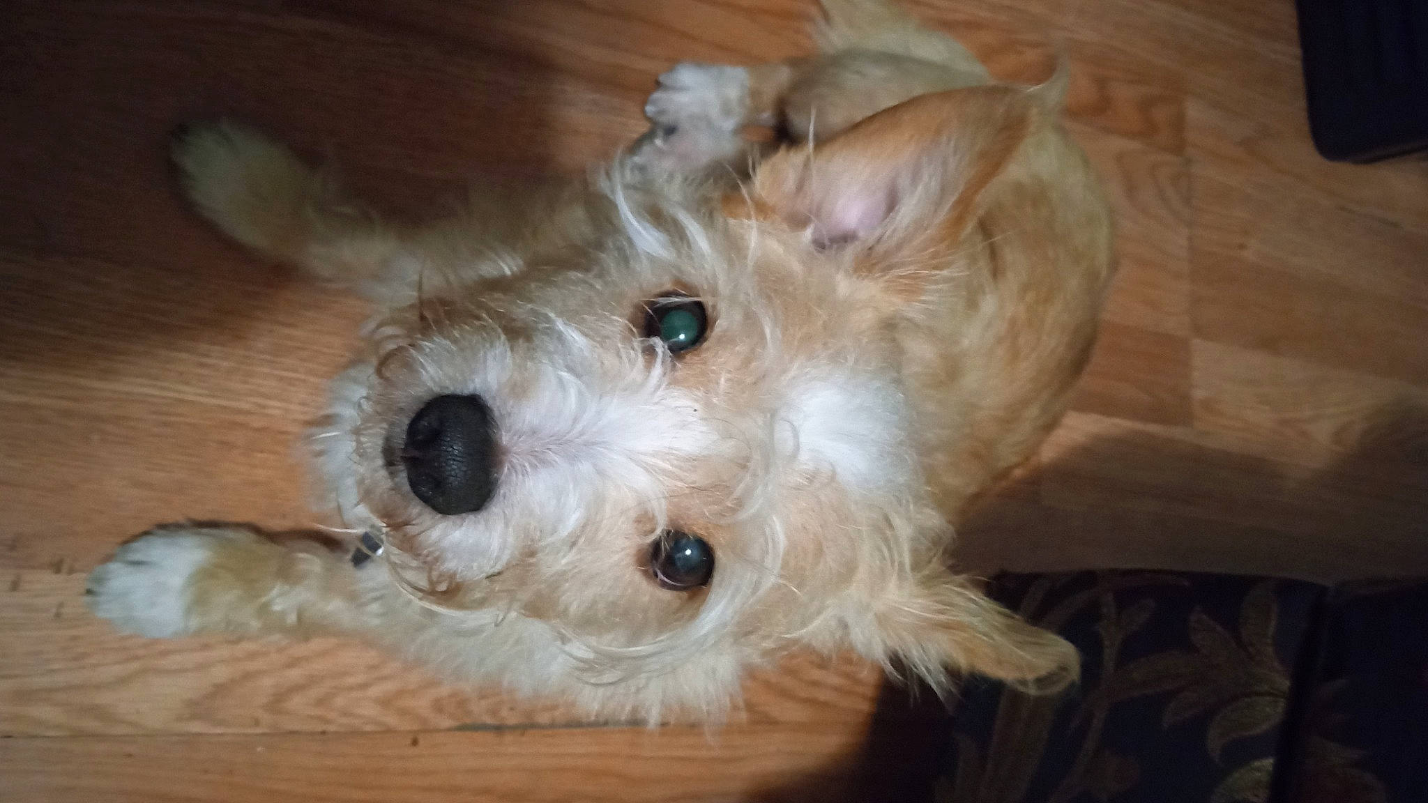 Roscoe is registered to the contest to win money with this photo: canidae, carnivore, companion_dog, dog, dog_breed, dog_supply, fawn, fur, hardwood, maltepoo, non_sporting_group, small_terrier, snout, sporting_group, terrestrial_animal, terrier, toy, toy_dog, wood, working_animal