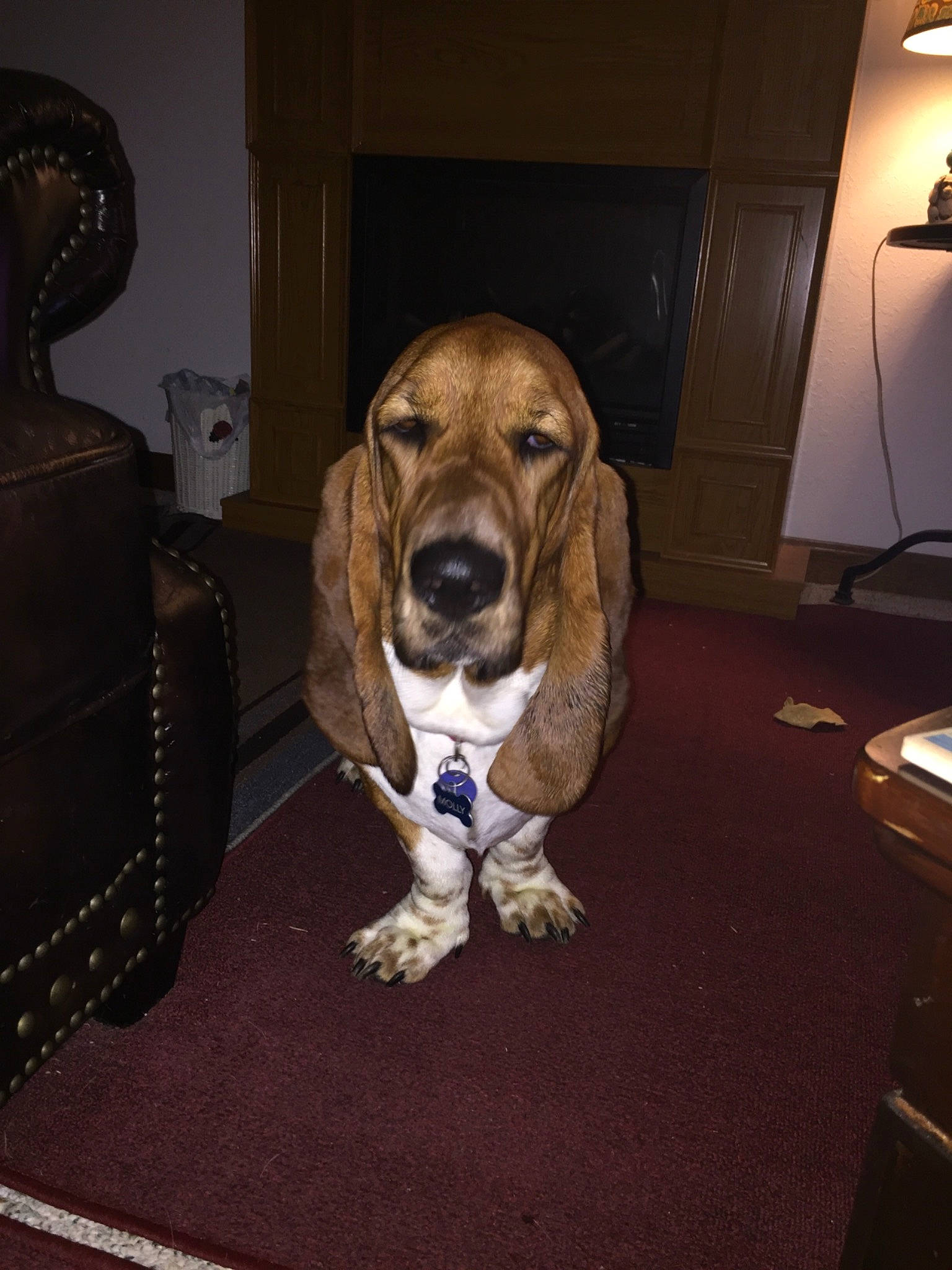 Molly joined the competition — help win amazing prizes! ball, carnivore, companion_dog, dog, dog_breed, dog_supply, fawn, floor, flooring, hardwood, hound, lamp, liver, scent_hound, snout, sporting_group, tennis_ball, vehicle_door, wood, working_animal