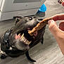 Gator is registered to the contest to win money with this photo: animal, bite, black_dog, canine, dog, domestic, excited, floor, food, fur, hand, indoor, kitchen, motion_blur, mouth, pet, playful, stove, teeth, treat