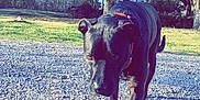 Gator is registered to the contest to win money with this photo: animal, black_dog, canine, collar, daylight, dog, ears, gravel, greenery, mammal, nature, outdoor, park, pet, shadow, snout, sunlight, tail, tree, walking