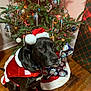animal, black_dog, celebration, christmas_lights, christmas_tree, costume, decorations, dog, festive, gift_wrap, holiday, indoor, ornaments, pet, present, red_clothing, santa_hat, seasonal, white_trim, wooden_floor