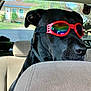 animal, backseat, black_dog, canine, car_interior, closeup, collar, dog, goggles, greenery, house, outdoor_view, pet, portrait, reflection, seat, shade, sunlight, transportation, window