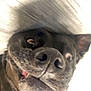 Gator is registered to the contest to win money with this photo: animal, black_dog, bright_background, candid, canine, close_up, dog, expression, eyes, face, funny, fur, indoor, mouth, nose, pet, playful, teeth, tongue, whiskers