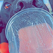 Gator joined the competition — help win amazing prizes! animal, black_dog, blurred_background, close_up, container, curious, cute, dog, drink, focus, hand, indoor, mouth, nose, paw, pet, plastic_cup, portrait, sniffing, texture