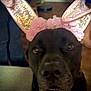 animal, black_dog, bunny_ears, close_up, costume, cute, dog, domestic_animal, ears, expression, face, funny, headwear, indoors, looking, muzzle, pet, pink, portrait, sparkly