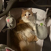 Henry joined the competition — help win amazing prizes! cat, kitten, orange_tabby, white_cat, bassinet, baby_bassinet, plush_toy, stuffed_animal, toy_mobile, indoor, pet, fur, whiskers, tail, cozy, sleepy, portrait, close_up, soft_lighting, home