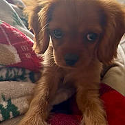 Willow is registered to the contest to win money with this photo: puppy, dog, brown, close_up, cute, pet, animal, blanket, cozy, indoor, soft_lighting, fur, young, resting, looking, ears, snout, paws, home, cute_pet