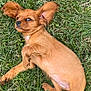 Willow is registered to the contest to win money with this photo: puppy, dog, brown_fur, grass, outdoor, lying_down, ears_flopped, canine, pet, cute, side_eye, young_dog, animal, nature, playful, fur_texture, small_dog, relaxed, adorable, mammal