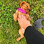 Willow is registered to the contest to win money with this photo: puppy, dog, grass, collar, pink_collar, hand, person, leash, retractable_leash, sleeping, cute, pet, outdoor, summer, clover, greenery, relaxing, animal, paw, footwear