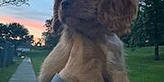 Willow joined the competition — help win amazing prizes! puppy, dog, animal, outdoor, sunset, sky, trees, grass, sidewalk, person, hand, fur, cute, pet, nature, holding, evening, calm, blue_sleeve, small_dog